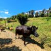 Cows being herd to other pastures