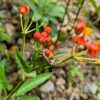 Host plant for beautiful butterfly's caterpillars