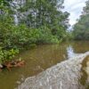 A boat navigating slowly through the narrow channels of the Sierpe mangrove, scouting for wildlife.