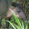 Closeup view of a male tapir in the Costa Rican forest