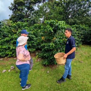 Tour guide showing a coffee plant and explaining coffee collection, selling, and processing to curious visitors.