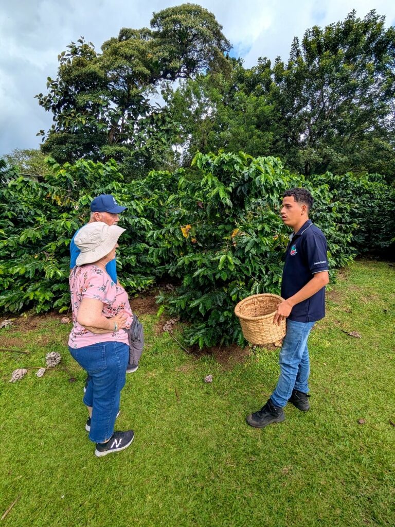 Tour guide showing a coffee plant and explaining coffee collection, selling, and processing to curious visitors.