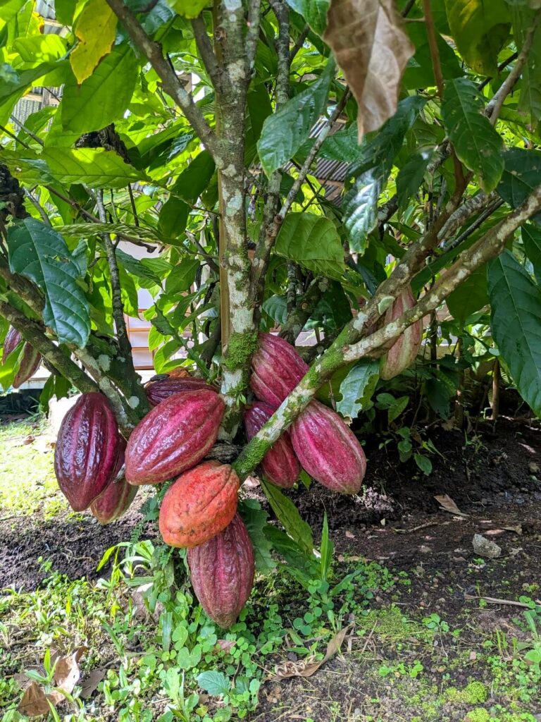 Healthy cacao tree with ripe fruits at the Chocolate and Coffee Tour by Link Expeditions in Bijagua, Costa Rica.