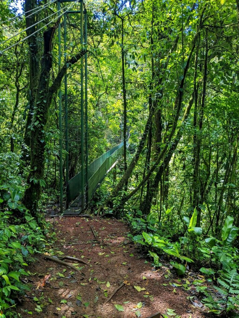 Scenic trail winding through Heliconias Reserve, leading to the hanging bridge.