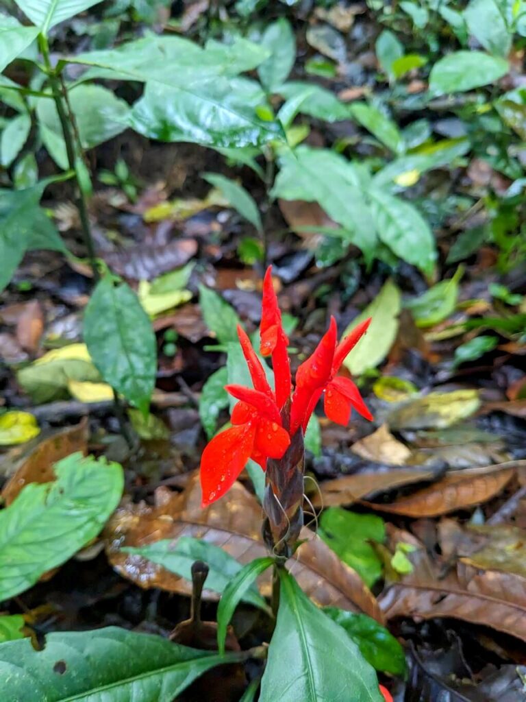 Image of an Aphelandra aurantiaca (commonly known as Platanilla de montaña or hierba del camarón) plant growing from the forest ground, with vibrant red flowers standing out from the surrounding plants near the trail.