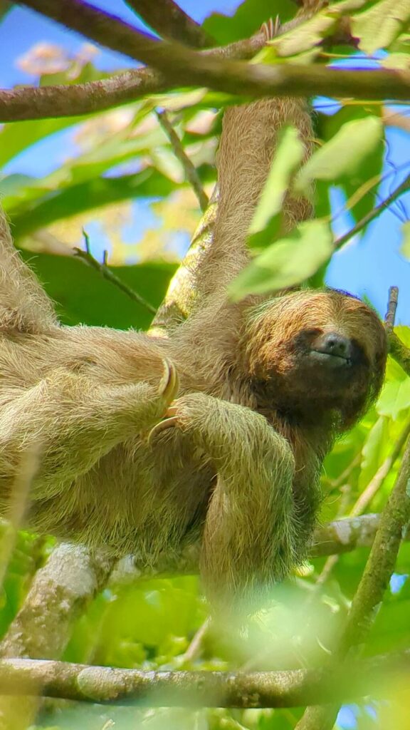Image of a Bradypus variegatus (Three-toed sloth) hanging from its right leg and right arm while scratching its itchy chest and closing its eyes in the rainforest near Bijagua, Costa Rica.