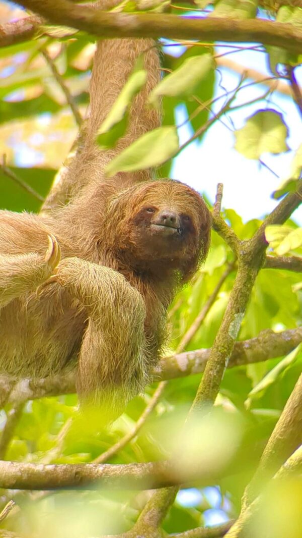 Image of a Bradypus variegatus (Three-toed sloth) hanging from its right leg and right arm while scratching its itchy chest and looking straight at the camera in the rainforest near Bijagua, Costa Rica.
