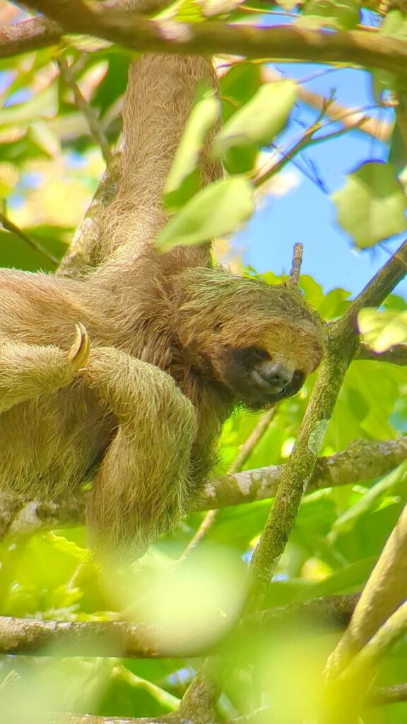 "Image of a Bradypus variegatus (Three-toed sloth) hanging from its right leg and right arm while scratching its itchy chest and looking down to the forest floor in the rainforest.