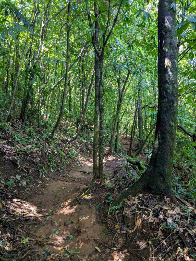 Scenic section of dirt trails winding through the rainforest in Heliconias Reserve, Bijagua, Costa Rica.