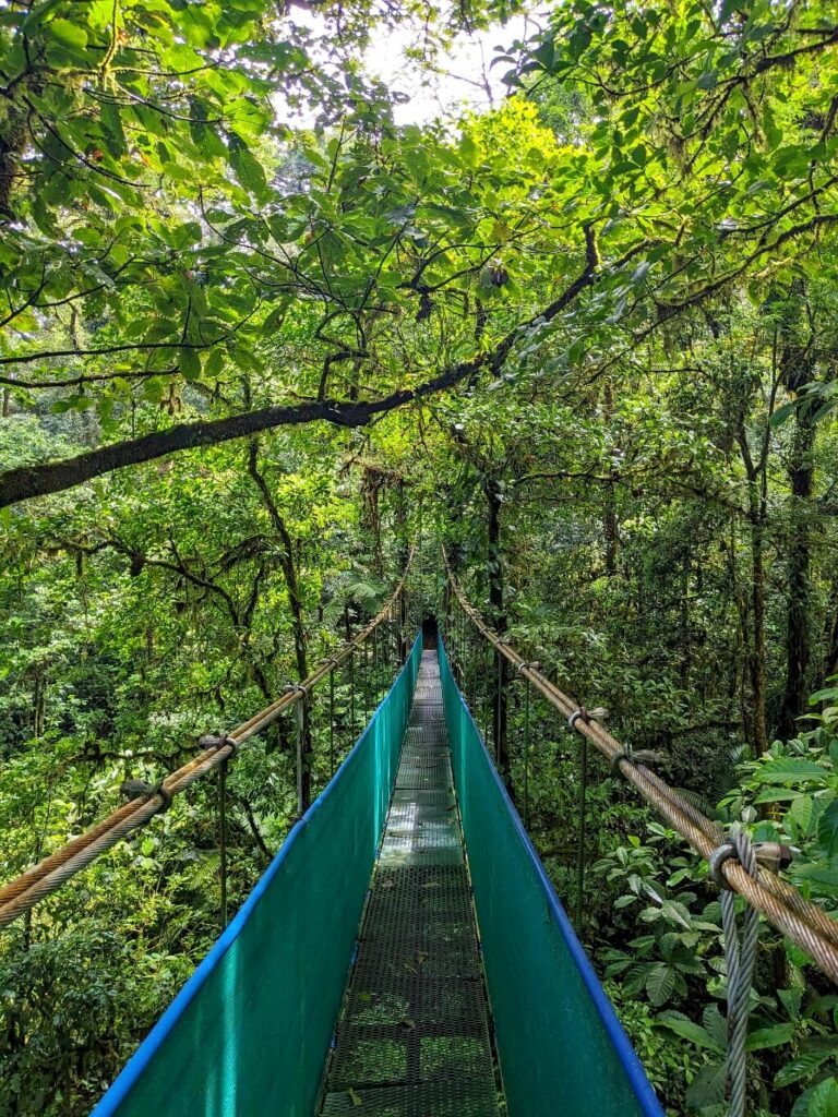 Safety cables providing support and branches crossing above the hanging bridge at Heliconias Reserve in Bijagua, Costa Rica.