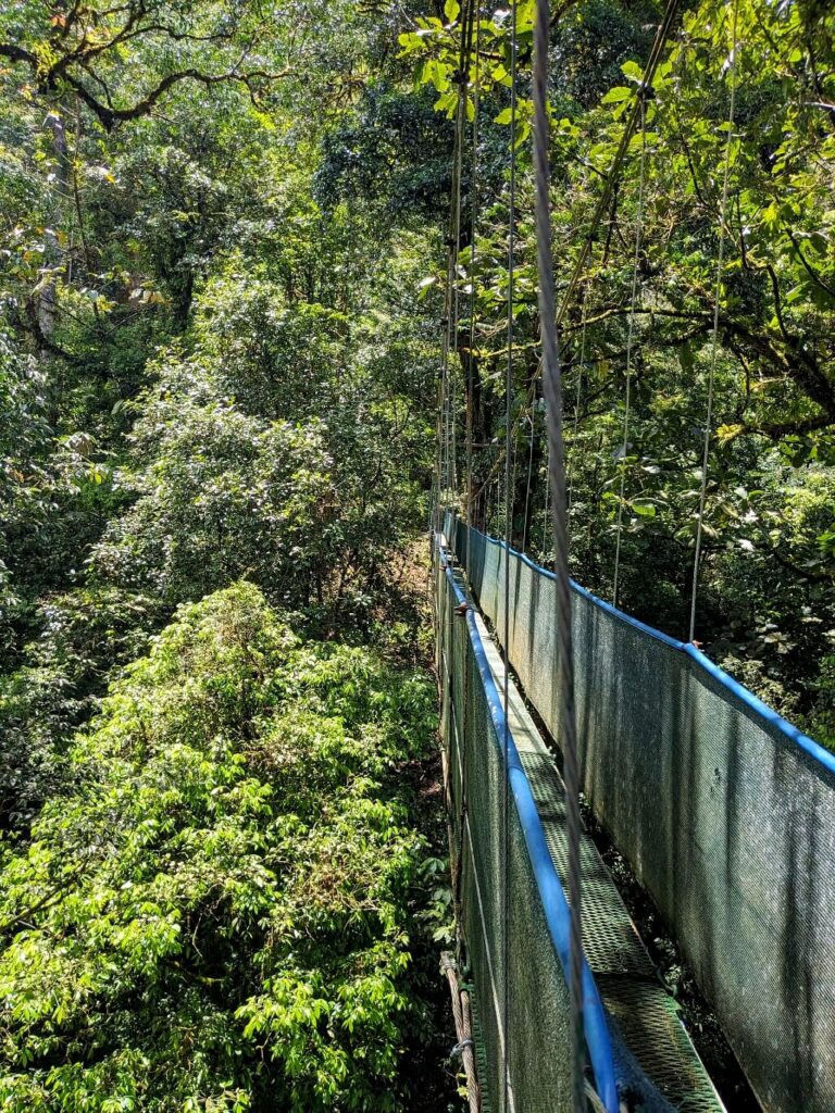 Breathtaking view from the Hanging Bridges at Heliconias Reserve, showcasing an abundance of trees and verdant foliage.