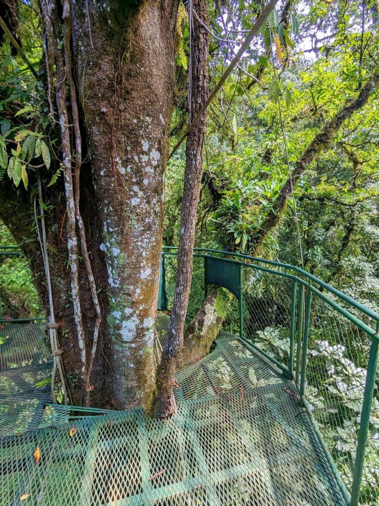 Platform situated in the middle of the third hanging bridge, nestled within the canopy of a large tree in the lush rainforest.