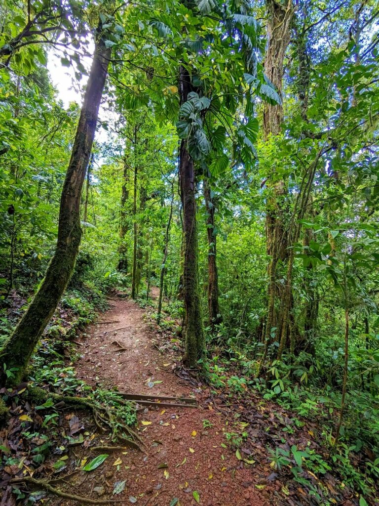 Scenic view of hiking trails winding through the lush rainforest of Heliconias Private Reserve, offering opportunities to explore the rich biodiversity of the area.