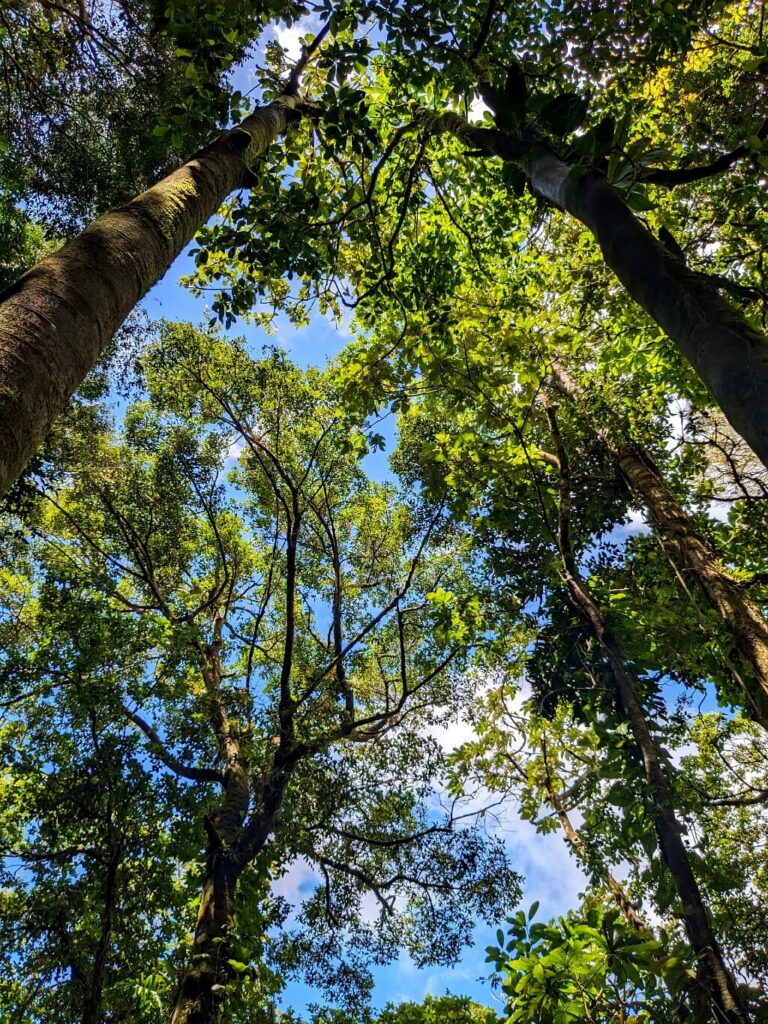 View from below, looking upwards to capture the rich biodiversity of the rainforest canopy and understory layers in Bijagua, Costa Rica.