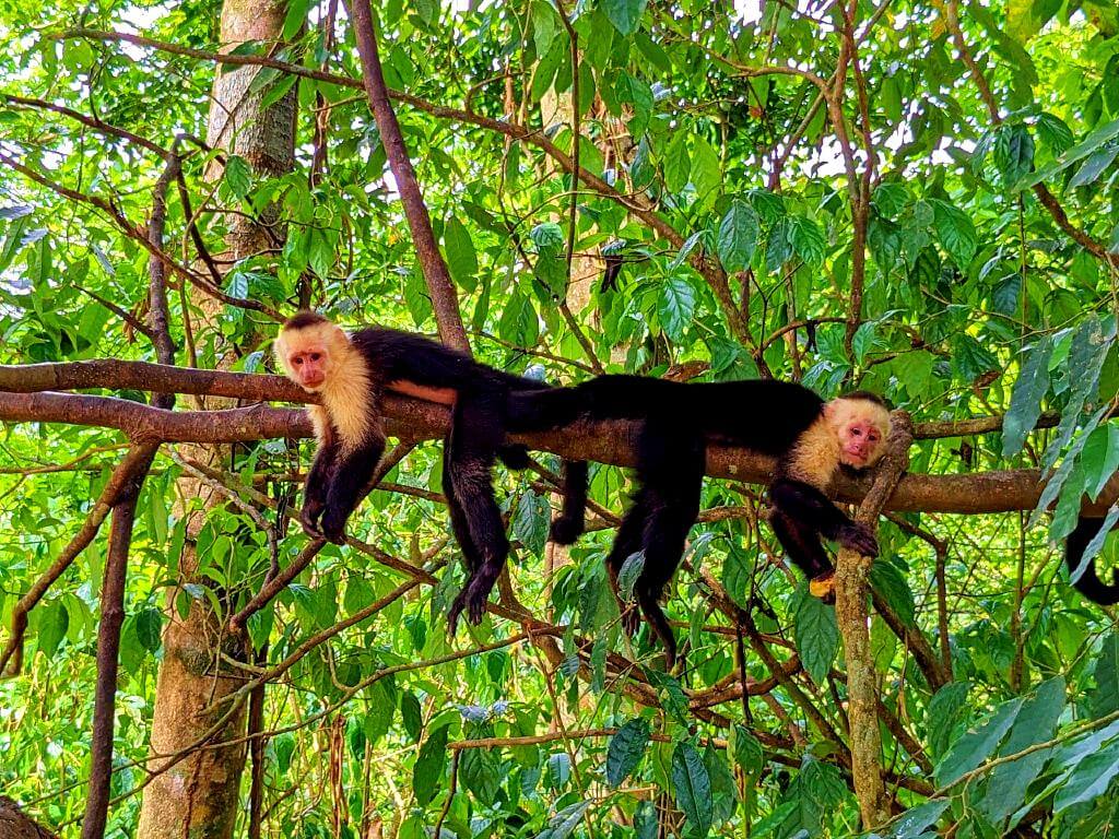Two White-faced Capuchin monkeys resting on a branch in the rainforest.