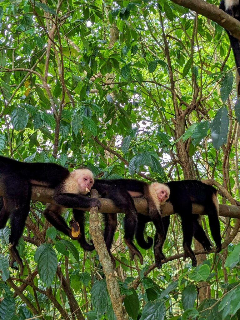 Three Cebus Imitator monkeys resting on a branch in the Costa Rican rainforest.