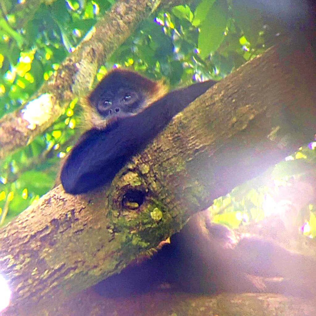 Relaxed Spider Monkey observing its rainforest habitat.