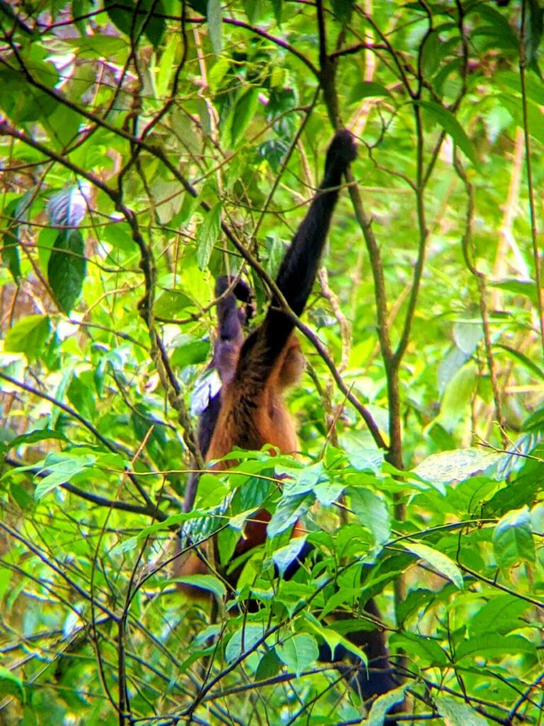 Spider Monkey swinging through the canopy.