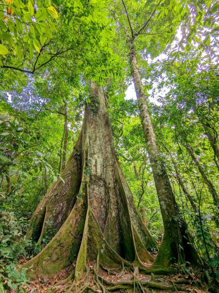 Tall ficus tree in rainforest.