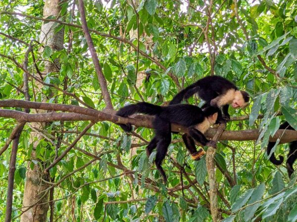 Group of Cebus Imitator monkeys in tree.