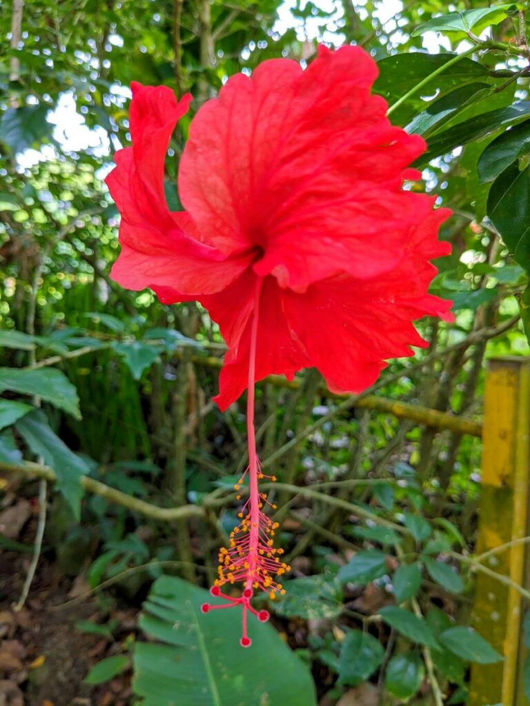 Red Hibiscus rosa-sinensis Flower