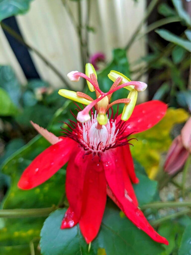 Passiflora Flower with Red Petals