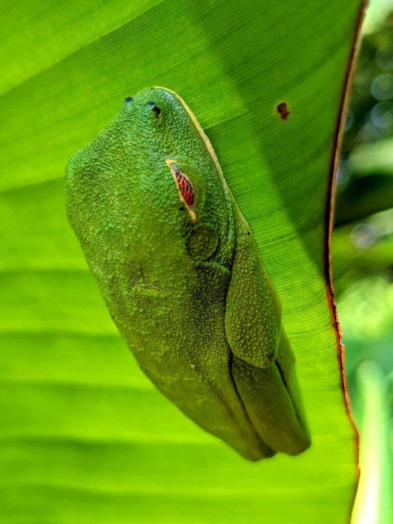 Red-eyed Tree Frog Under Banana Leaf