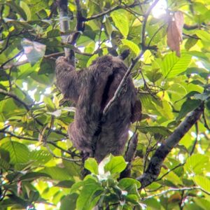 Brown-throated Sloth in Canopy