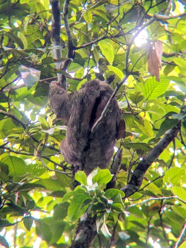Brown-throated Sloth in Canopy