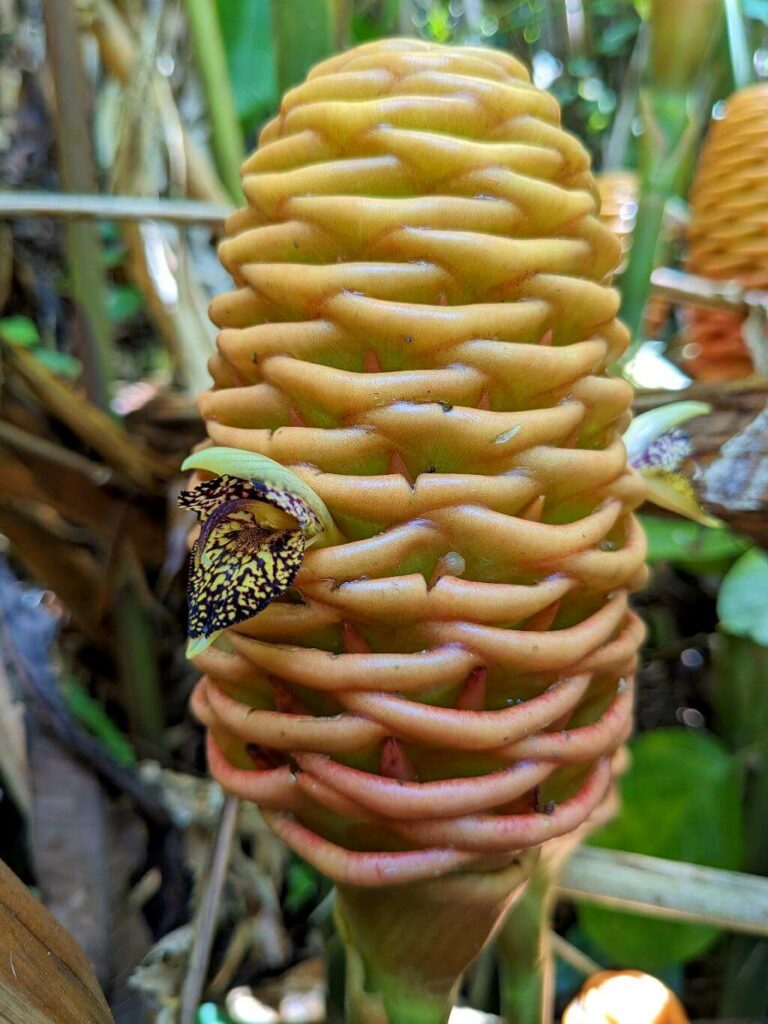 Closeup of Beehive Ginger Plant Flower