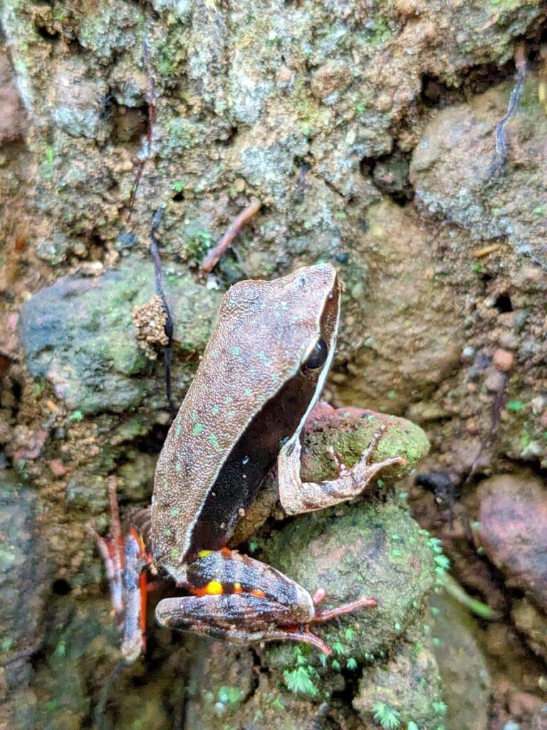 Lithobates warszewitschii Frog on Forest Floor