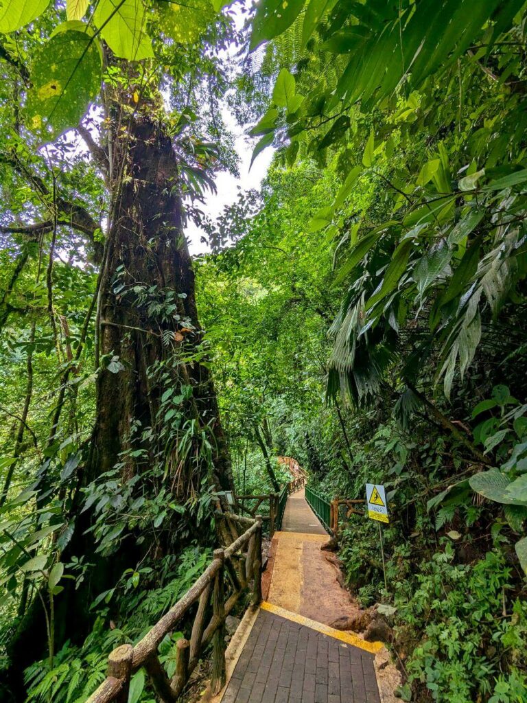 Tall tree and dense vegetation along the concrete trail with a handrail leading to La Fortuna River and waterfall.