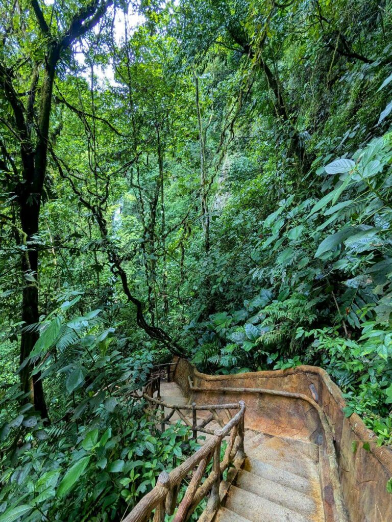 Concrete steps on the La Fortuna Waterfall trail, surrounded by dense rainforest leading to the waterfall."