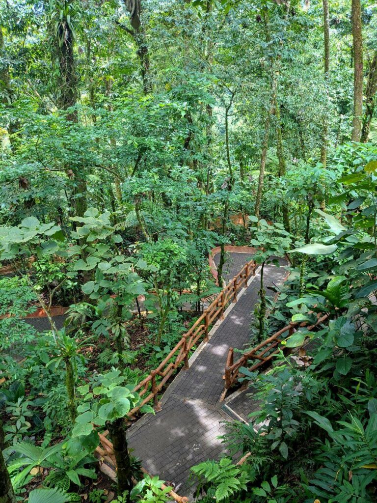 A section of the trail winding down towards La Fortuna Waterfall amidst lush vegetation.