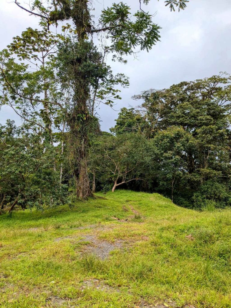 Green pastures with open areas and patches of rainforest and tall trees in the background near Arenal Volcano.