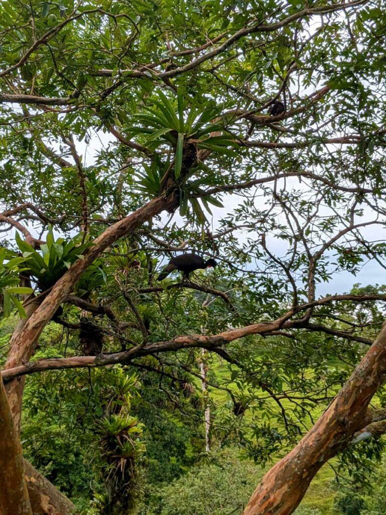 Tree with female crested guans near the Arenal Volcano trail in an open pasture area.