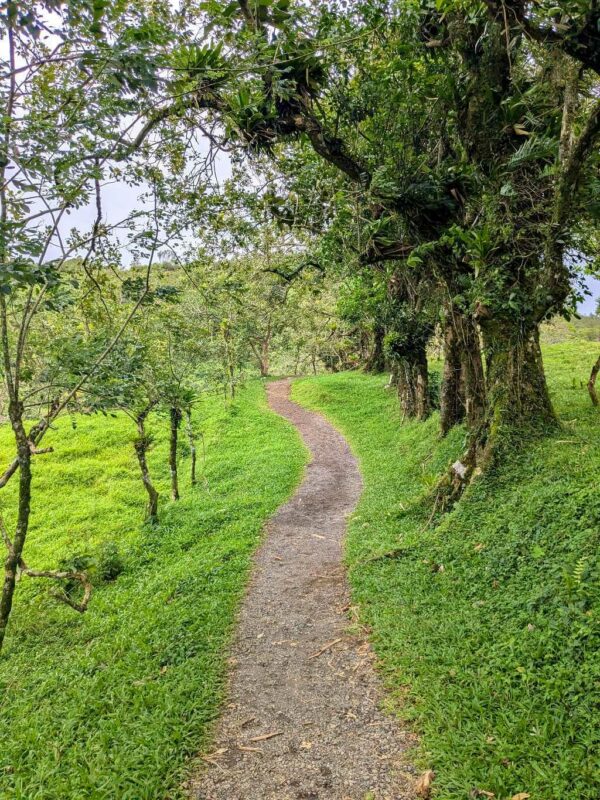 Rocky trail winding through green pastures towards the foothills of Arenal Volcano, bordered by live fences.