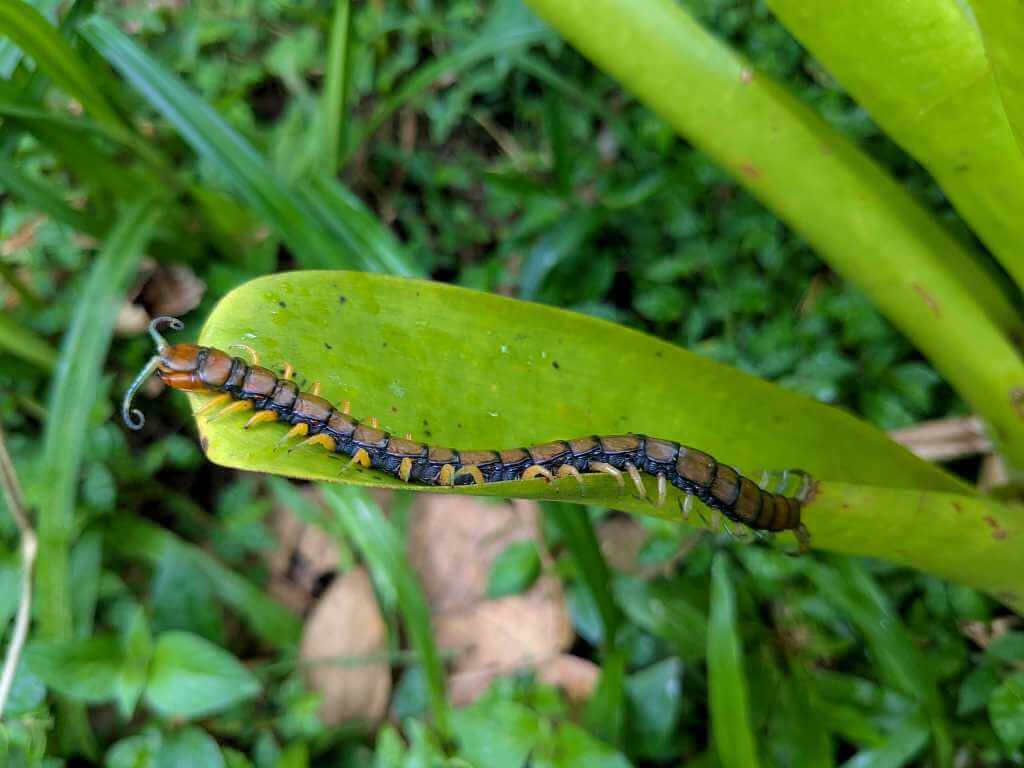 An insect, possilbe the Scolopendra genus walking on a green epiphyte in the rainforest.