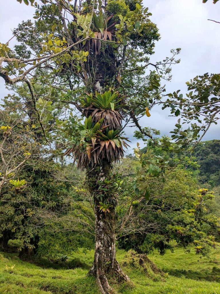 A standalone tree in the rainforest heavily laden with epiphytes, mosses, and other plants, supporting a diverse ecosystem.