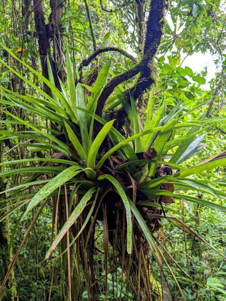 Epiphytes flourishing on tree trunks in the lush rainforest environment.