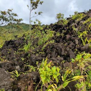 Close-up of new plant growth emerging amidst the solidified lava flows from Arenal Volcano’s 1968 eruption.