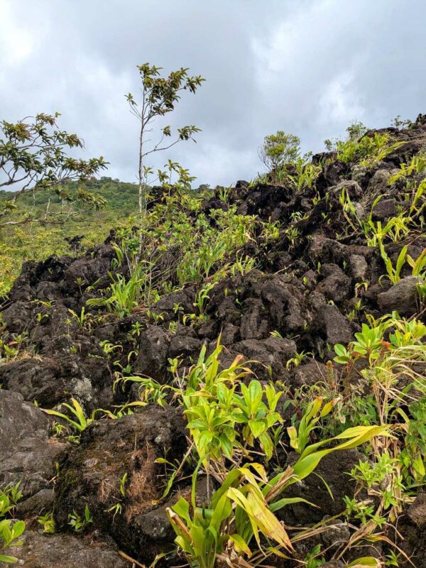 Close-up of new plant growth emerging amidst the solidified lava flows from Arenal Volcano’s 1968 eruption.