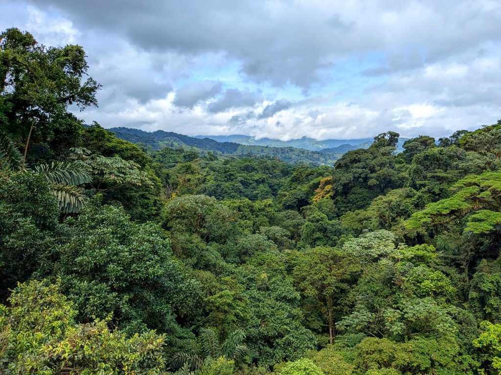 View of the rainforest canopy with diverse flora, mountains in the background on an overcast day, captured from the tram.