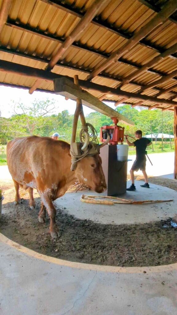 An ox operates a sugar cane mill, squeezing sugar canes for juice, while a tourist participates in the process.