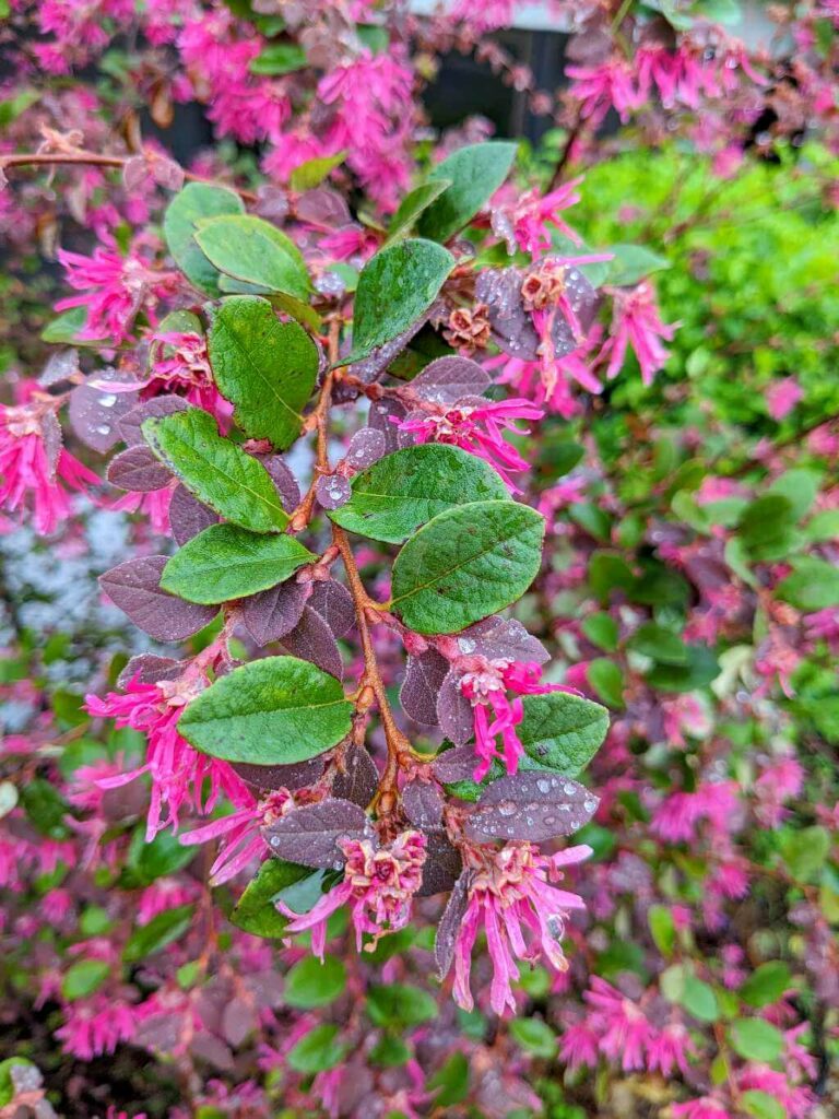 Blooming purple flowers and green leaves on a bush beside the road leading to the Guanacaste Volcanic Mountain Range.