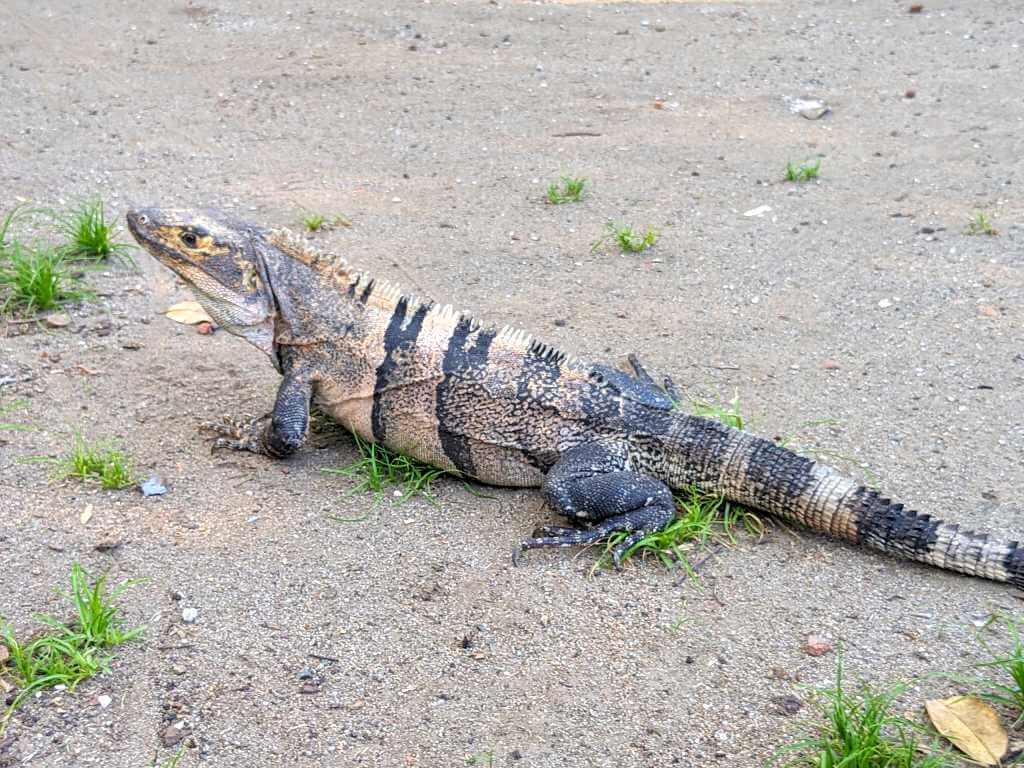 Black iguana sunbathing in an open area in Guanacaste Province on a sunny day.