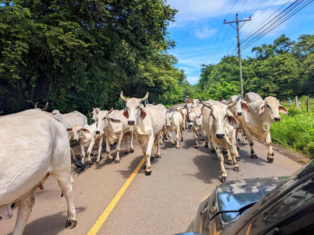 Cows, calves, and bulls being herded by sabaneros on a main road, while cars are stopped to let them pass.