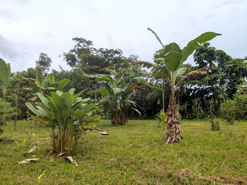 Open area with banana plants and heliconias, with a patch of forest in the background in La Fortuna.