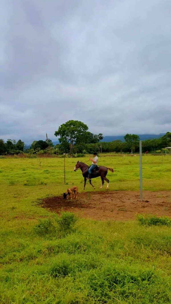 A sabanero riding his horse and training it to work on a cattle farm, a common practice in La Fortuna.