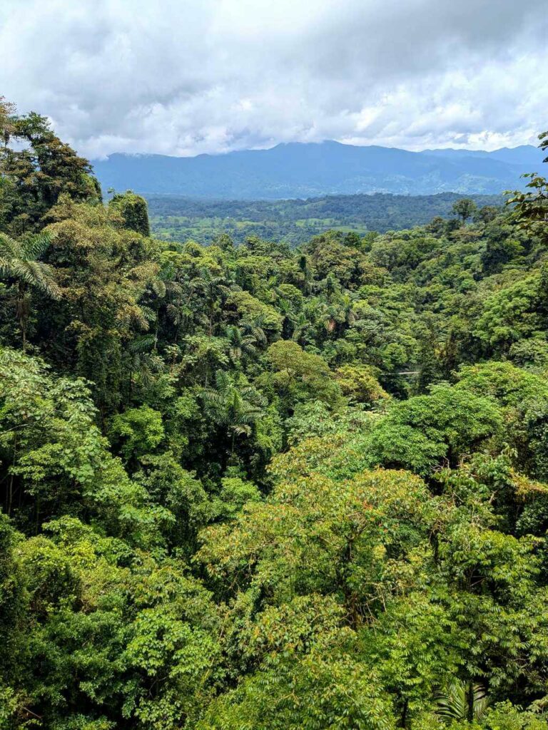 Forest canopy showcasing diverse tree species with mountains and overcast sky in the background.